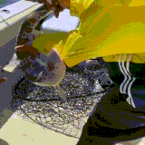riba2.gif