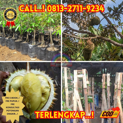 PRODUSEN BIBIT UNGGULAN ! H.Tovix CALL: 0813-2711-9234 Jual Bibit Durian Terbaik Ke Kec.Mendo Barat-.jpg