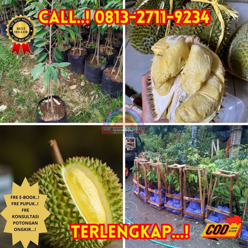 HARGA RESELLER ! H.Tovix CALL: 0813-2711-9234 Jual Bibit Durian Tanpa Biji Ke Kec.Puding Besar-Desa.jpg
