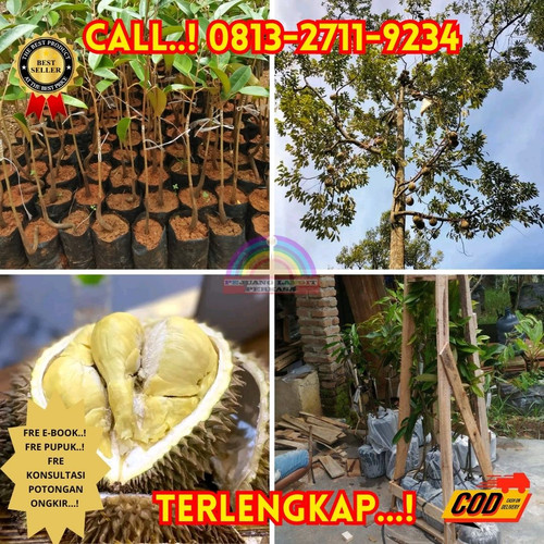 HARGA PETANI ! H.Tovix CALL: 0813-2711-9234 Jual Bibit Durian Tabulampot Ke Kec.Puding Besar-Desa Bu.jpg
