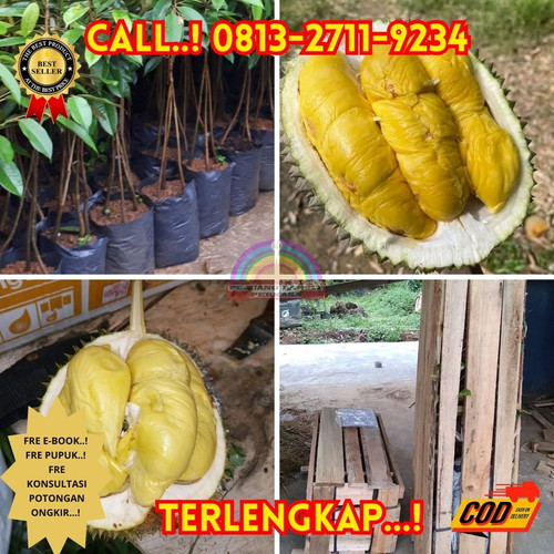HARGA GROSIR ! H.Tovix CALL: 0813-2711-9234 Jual Bibit Durian Tembaga Super Bangka Ke Kec.Puding Bes.jpg
