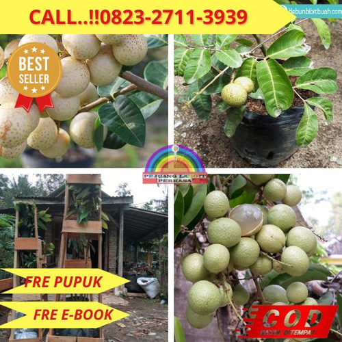 HARGA PENJUAL ! CALL: 0823-2711-3939 Jual Bibit Kelengkeng Durian Di Kebumen Kebumen-Kebumen.jpg