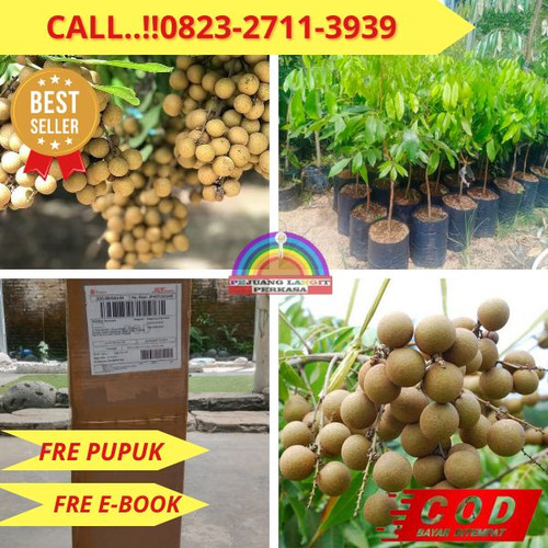 LANGSUNG PETANI ! CALL: 0823-2711-3939 Jual Bibit Kelengkeng Diamond Di Kebumen Karangsambung-Widoro.jpg