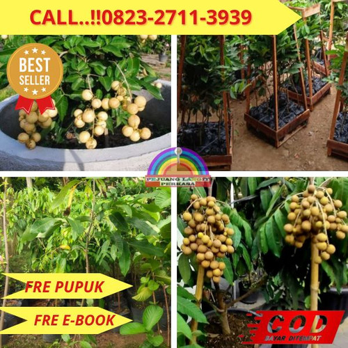 EKSLUSIF ! CALL: 0823-2711-3939 Jual Bibit Kelengkeng Di Pot Di Kebumen Kebumen-Adikarso.jpg