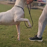 India's Biggest Kennel Setup.png