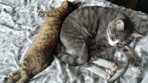 katzen.jpg