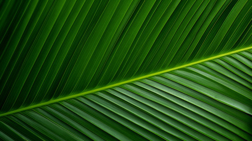 palm leaf texture natural tropical green leaf close up 00756 03.jpg