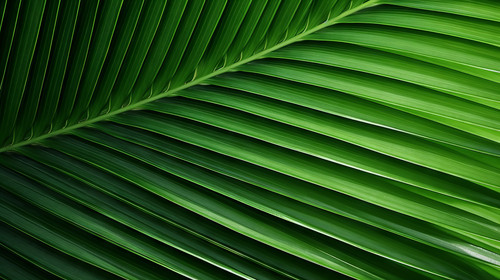 palm leaf texture natural tropical green leaf close up 00756 00.jpg