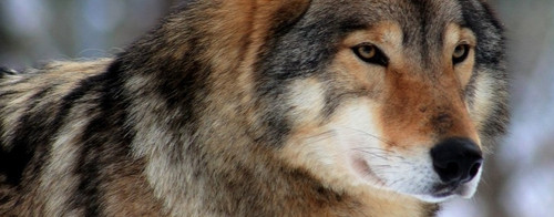 nate wolf.jpg