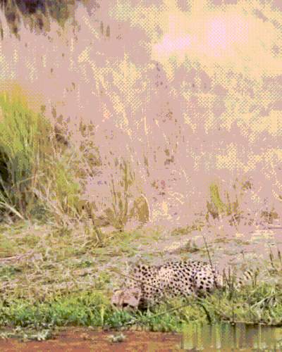 gepard.gif