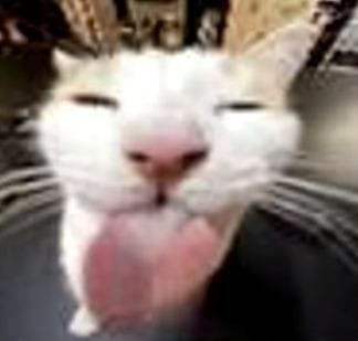 image.jpg