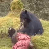 GIF 240108 192533.gif