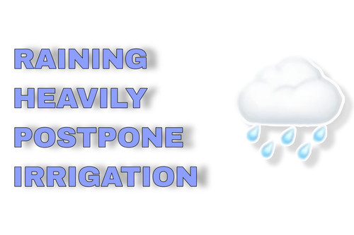 Raining heavily postpone irrigation.jpg