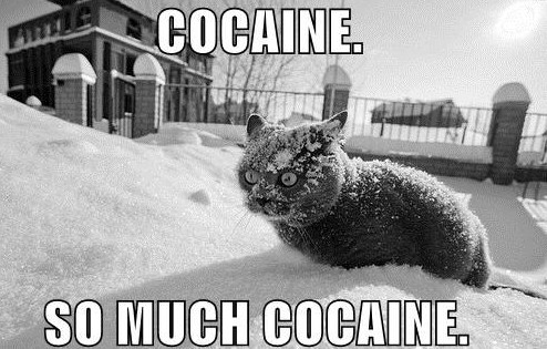 cocaine cat snow much eyes.jpg