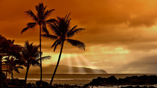Beach Sunset Palm Tree HD Wallpaper For Desktop.jpg