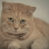 awee.gif