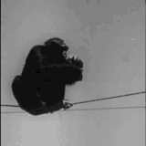 Drunk chimp saves beer.gif