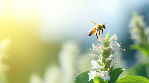 White basil flowers blooming and a flying insect coming to pollinate background on bokeh with copy s.jpg