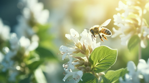 White basil flowers blooming and a flying insect coming to pollinate background on bokeh with copy s.jpg