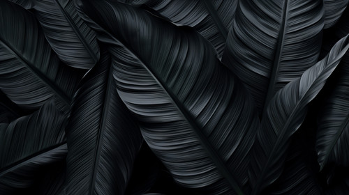 Textures of abstract black leaves for tropical leaf background Flat lay dark nature concept tropical.jpg