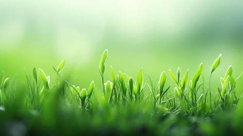 Young grass soft focus 00795 01.jpg