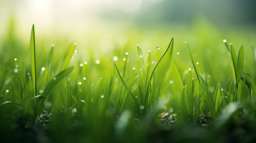 Young grass soft focus 00795 03.jpg