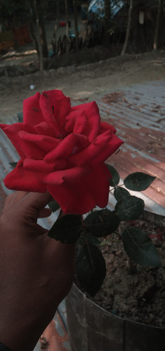 IMG 20240105 093353.jpg