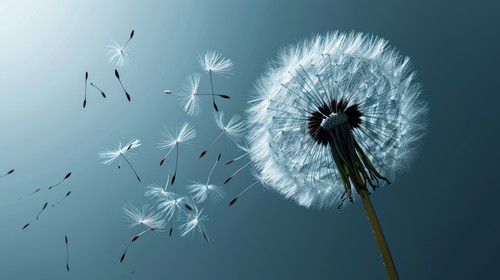 minimalistic less is more style of Abstract background of a dandelion for design The wind blows the .jpg