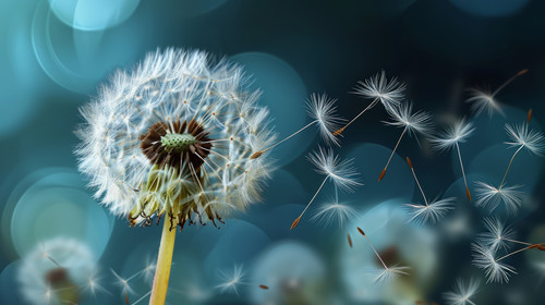 minimalistic less is more style of Abstract background of a dandelion for design The wind blows the .jpg