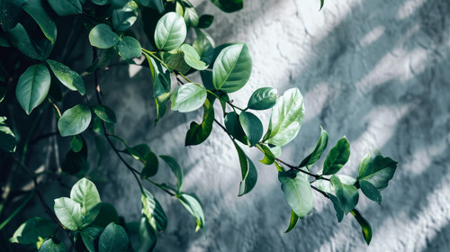 minimalistic less is more style of a close up of a wallpaper with green leaves on it ar 169 00001 00.jpg
