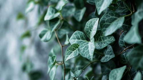 minimalistic less is more style of a close up of a wallpaper with green leaves on it ar 169 00001 01.jpg