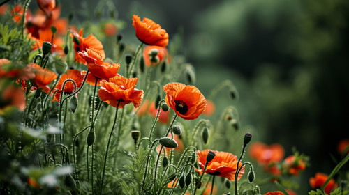 minimalistic less is more style of A beautiful group of poppies ar 169 00013 00.jpg