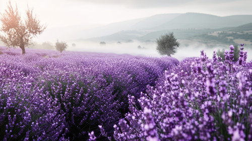 minimalistic less is more style of A digital artwork that blends a photograph of a field of lavender.jpg