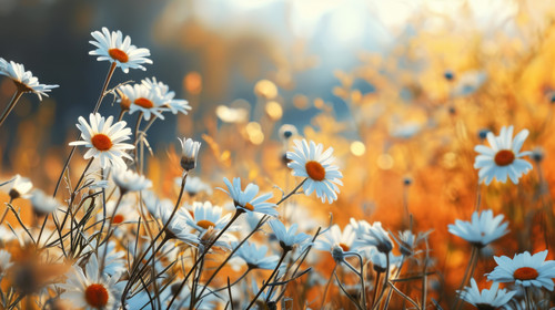 minimalistic less is more style of blurred background of daisies on the indian summer field oil pain.jpg