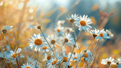minimalistic less is more style of blurred background of daisies on the indian summer field oil pain.jpg