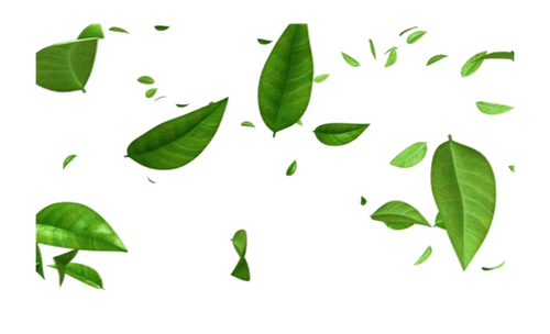 Green Leaves PNG Free Image.png