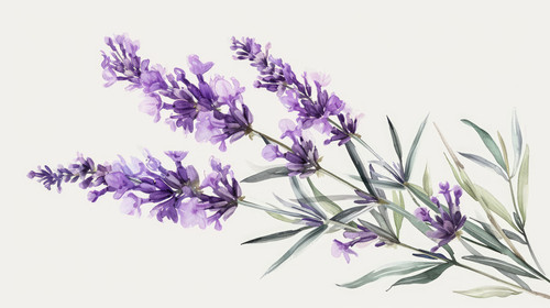 minimalistic less is more style of Lavender flower detailed branch hand drawn sketch vector illustra.jpg