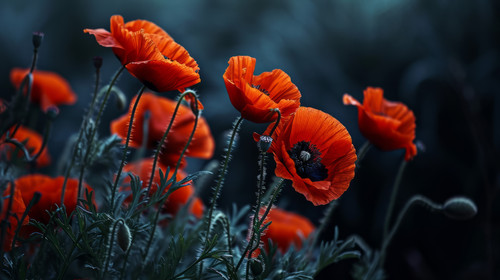 minimalistic less is more style of Beautiful red poppy flowers in a dark background ar 169 00058 01.jpg