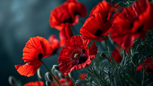 minimalistic less is more style of Beautiful red poppy flowers in a dark background ar 169 00058 00.jpg