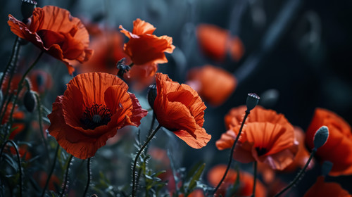 minimalistic less is more style of Beautiful red poppy flowers in a dark background ar 169 00058 03.jpg