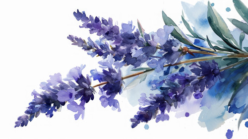minimalistic less is more style of bouquet of lavender watercolor isolated on white AI Generative ar.jpg