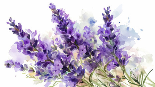 minimalistic less is more style of bouquet of lavender watercolor isolated on white AI Generative ar.jpg