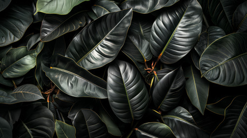 minimalistic less is more style of Textures of abstract black leaves for tropical leaf background Fl.jpg