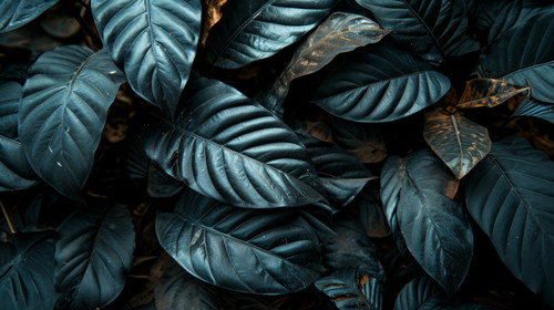 minimalistic less is more style of Textures of abstract black leaves for tropical leaf background Fl.jpg