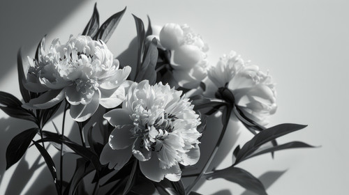 minimalistic less is more style of Fresh peony flowers on light background stylish modern retro flow.jpg