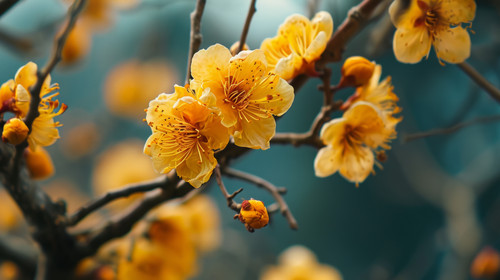 minimalistic less is more style of Yellow Apricot Flower traditional lunar new year in Vietnam ar 16.jpg