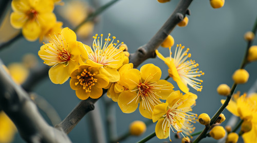 minimalistic less is more style of Yellow Apricot Flower traditional lunar new year in Vietnam ar 16.jpg