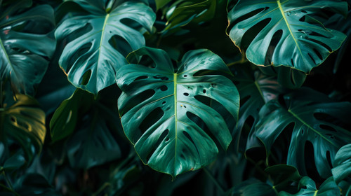 minimalistic less is more style of Monstera green leaves or Monstera Deliciosa in dark tones backgro.jpg