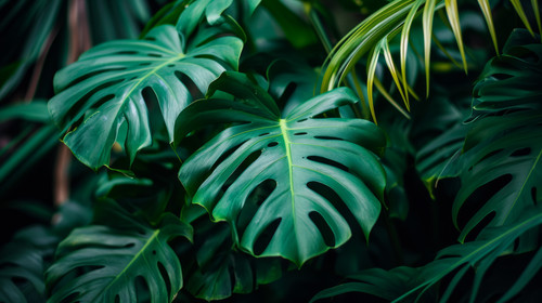 minimalistic less is more style of Monstera green leaves or Monstera Deliciosa in dark tones backgro.jpg