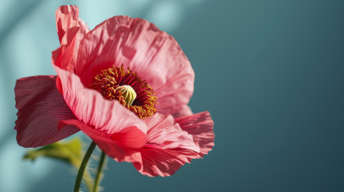 minimalistic less is more style of pink and red poppy flower wallpaper photo ar 169 00409 02.jpg